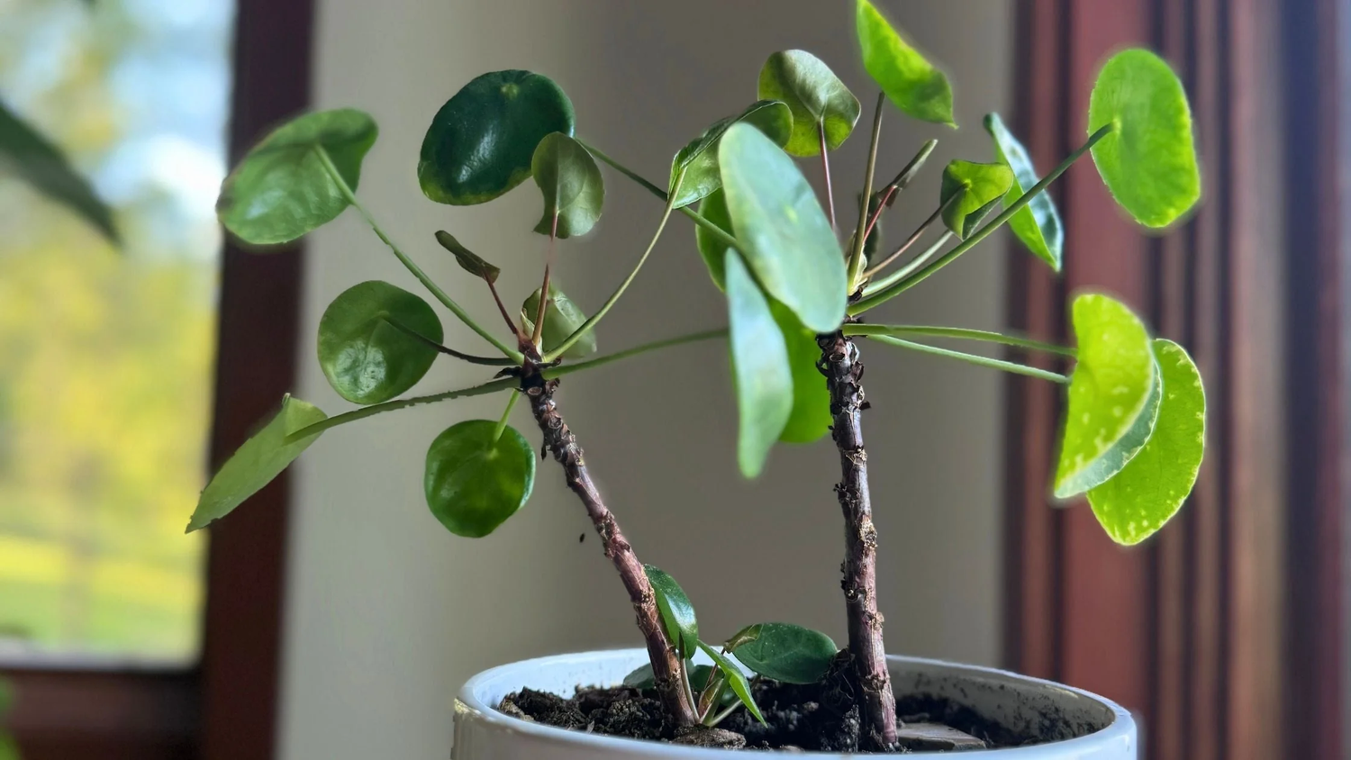 Why Plants Get Leggy in Winter (Even With Grow Lights)
