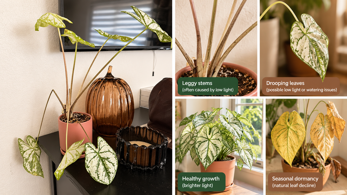 Why Is My Caladium Leggy and Drooping?