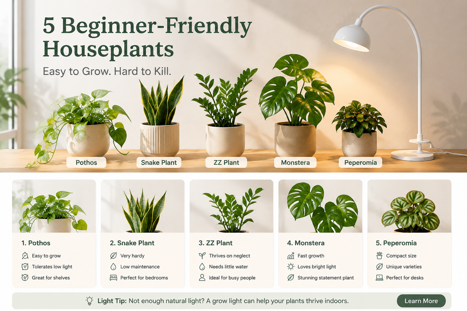 Best Beginner-Friendly Houseplants: Easy Plants to Grow Indoors