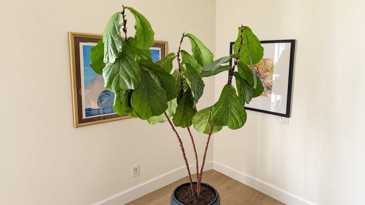 Can My Fiddle Leaf Fig Be Saved? How to Help a Dying Fiddle Leaf Fig Recover