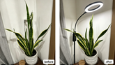 Grow Lamp Suggestions for a Snake Plant on a Nightstand (Low Light Indoor Fix)
