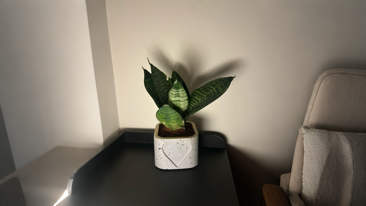 I just bought my first indoor plant yesterday!! Any care tips?
