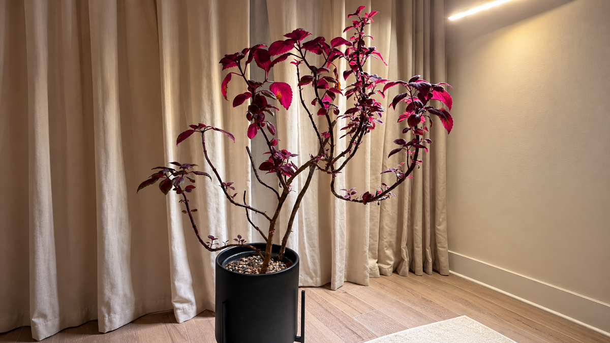 Why Is My Coleus Leggy and Losing Leaves? How to Fix It