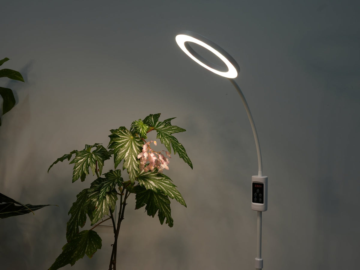 Consistent Lighting Why Consistent Lighting Schedules Matter More Than Light Intensity ...