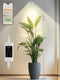 Floor Lamps 