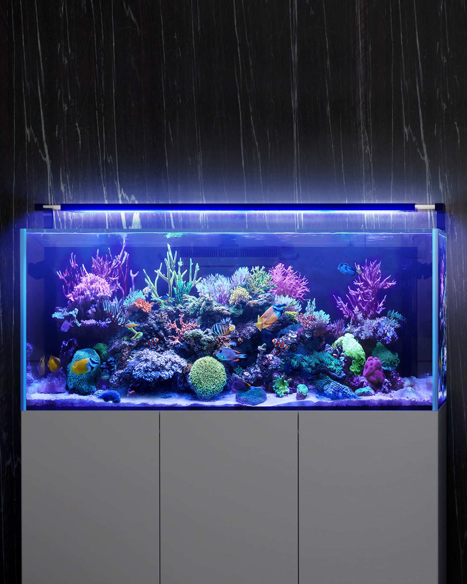 Saltwater Aquarium