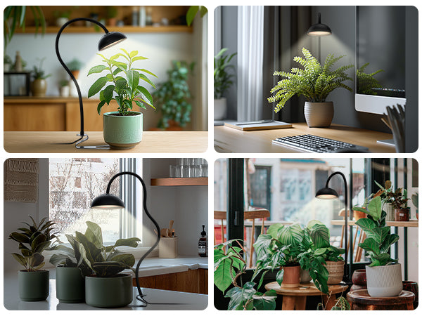 Glowrium G8 flexible desk plant lights supplementing daily sunshine for indoor snake plants, cactus on computer desks, and figs in low-light home spaces
