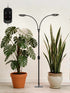 GLOWRIUM G2 36W Black Dual Head Full Spectrum LED Floor Grow Light for Indoor Plants