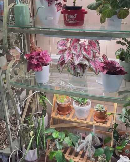 GLOWRIUM Smart Grow Light Strips with App Control – 15" Full Spectrum LED Plant Lights, Auto Timer, 3 Dimming Levels, for Indoor Plants &amp; Shelves-G6 Silver